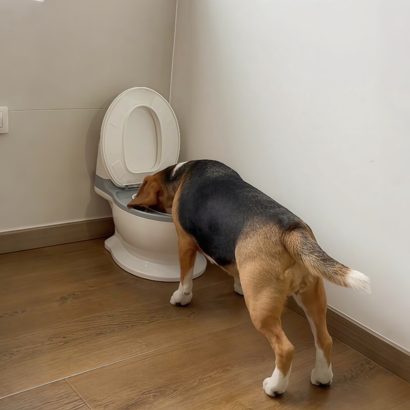 Nouveau bol d'alimentation len - Pet Feeders avis et prix